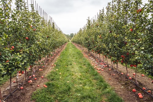 Cider House Select Cider Kits