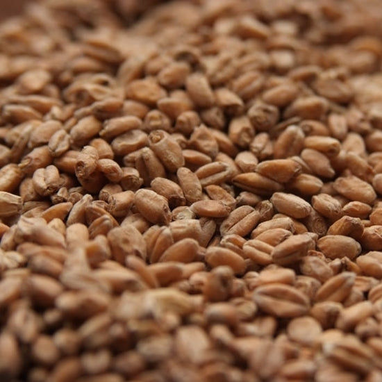 Kansas Malting Company Red Wheat 50 lb Bag