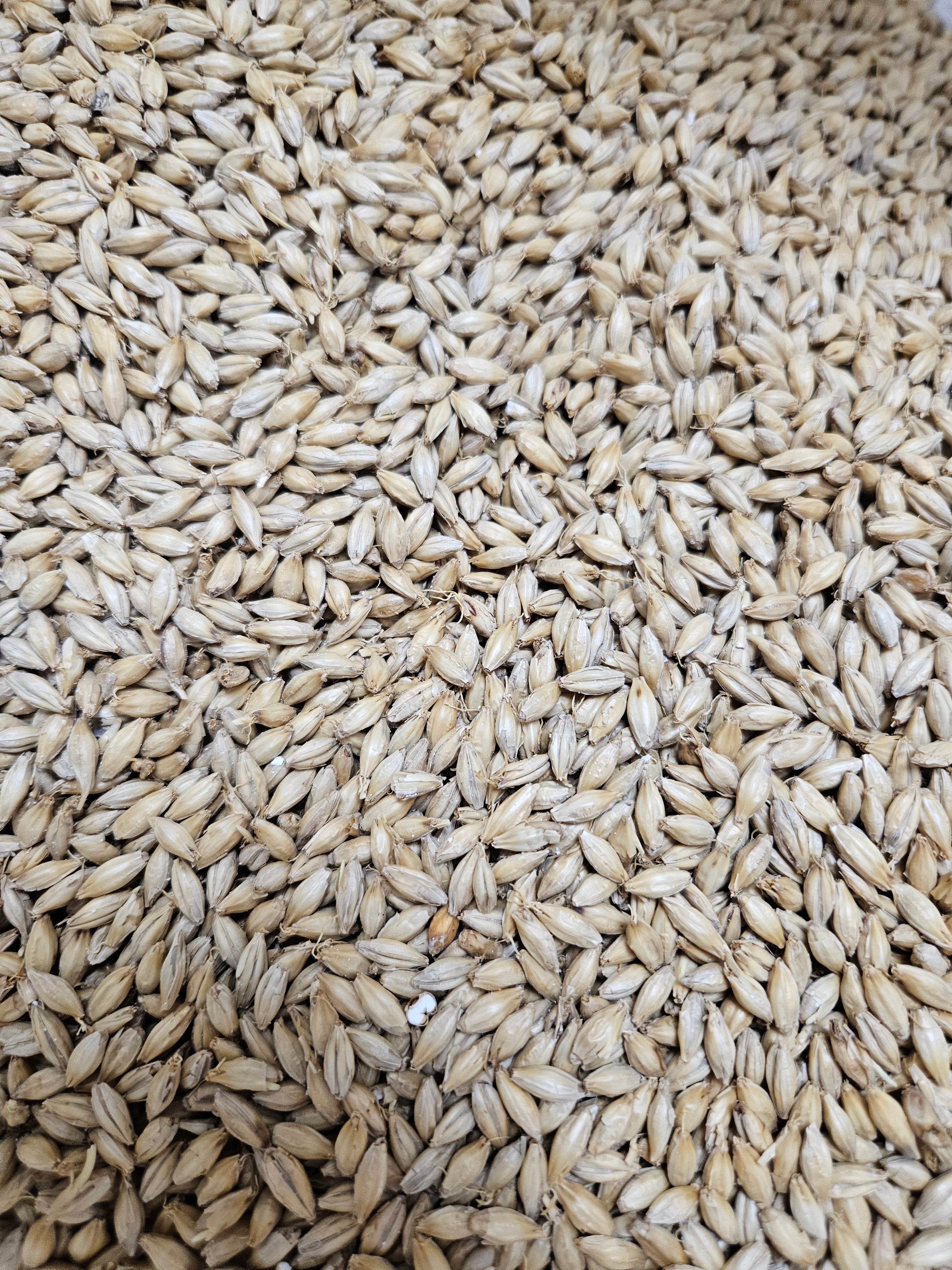 Kansas Malting Company Pilsner Malt 50 lb bag